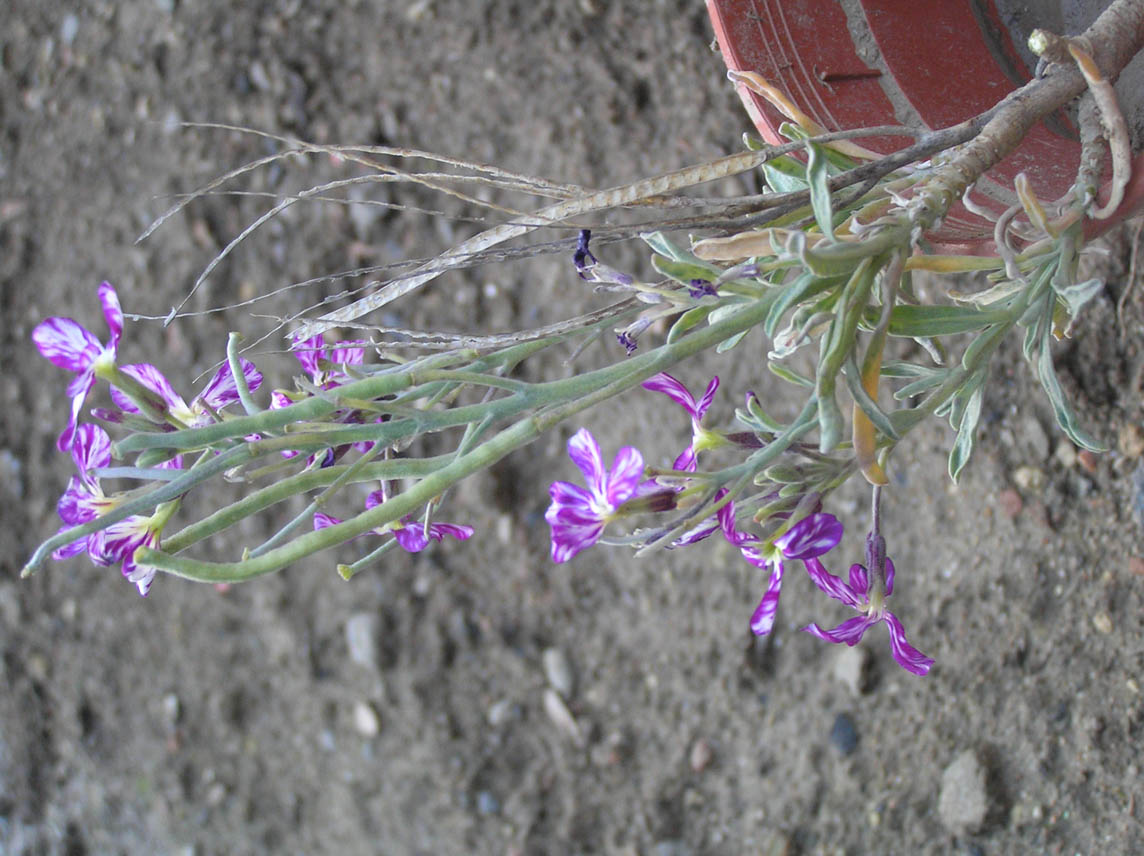 substrato carbonatico - Matthiola sp. e Dipsacacea